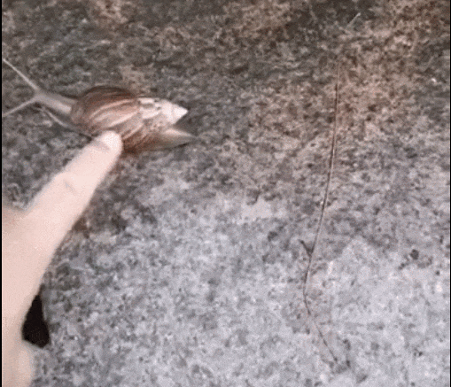 专项行动！近期看见它们千万别碰！爱游戏app最新登录入口福建开展(图3)